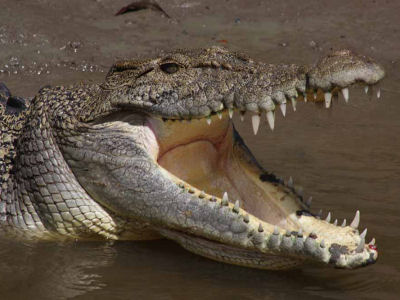 crocodile-clarry- thumbnail