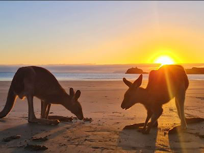 Driftwood Tours- Sunrise with the Kangaroos on the beach- Thumbnail