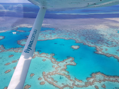Fly Aus- Thumbnail