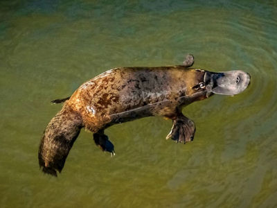 Platypus Eungella - Airlie Adventure tours - Thumbnail